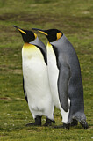 Image. Königspinguin
