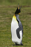 Image. Königspinguin