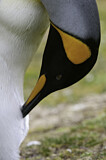 Image. Königspinguin