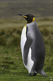 Image. Königspinguin