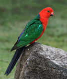 Image. Königssittich