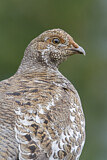Image. Küstengebirgshuhn