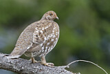 Image. Küstengebirgshuhn