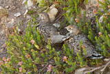 Image. Küstengebirgshuhn