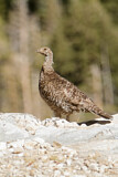 Image. Küstengebirgshuhn