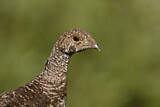 Image. Küstengebirgshuhn