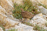 Image. Küstengebirgshuhn