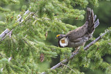 Image. Küstengebirgshuhn