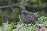 Image. Küstengebirgshuhn