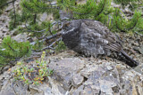 Image. Küstengebirgshuhn