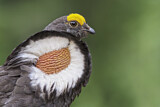 Image. Küstengebirgshuhn