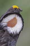 Image. Küstengebirgshuhn