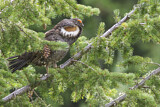 Image. Küstengebirgshuhn