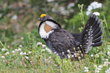 Image. Küstengebirgshuhn