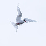 Image. Küstenseeschwalbe