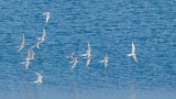 Image. Küstenseeschwalbe