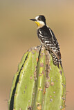 Image. Kaktusspecht