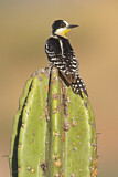 Image. Kaktusspecht