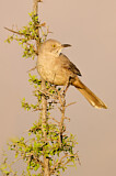 Image. Kaktusspottdrossel