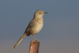 Image. Kaktusspottdrossel