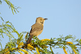 Image. Kaktusspottdrossel