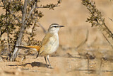 Image. Kalahari Scrub Robin