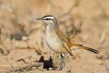 Image. Kalahari Scrub Robin