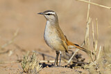Image. Kalahari Scrub Robin