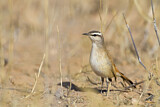 Image. Kalahari Scrub Robin