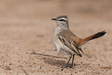 Image. Kalahari Scrub Robin
