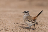 Image. Kalahari Scrub Robin