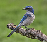 Image. Kalifornienhäher