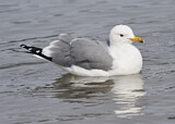 Image. Kaliforniermöwe