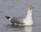 Image. Kaliforniermöwe