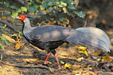 Image. Kalij Pheasant