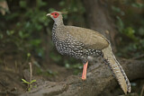 Image. Kalij Pheasant