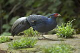 Image. Kalij Pheasant