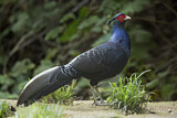 Image. Kalij Pheasant