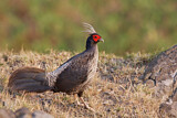 Image. Kalij Pheasant
