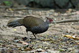 Image. Kalij Pheasant