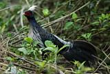 Image. Kalij Pheasant