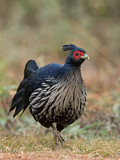 Image. Kalij Pheasant