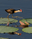 Image. Kammblatthühnchen