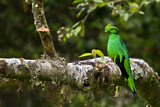 Image. Kammtrogon