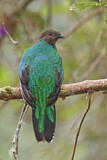 Image. Kammtrogon