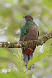 Image. Kammtrogon
