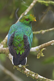 Image. Kammtrogon