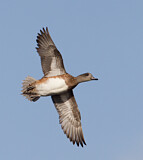 Image. Kanadapfeifente