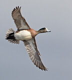 Image. Kanadapfeifente