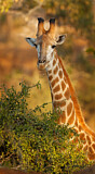 Image. Kapgiraffe